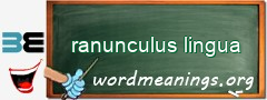 WordMeaning blackboard for ranunculus lingua